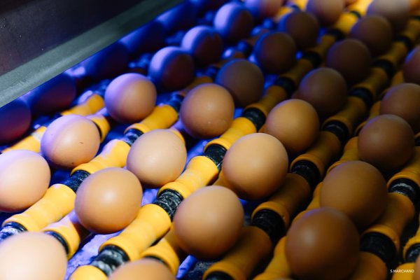 Qualité, traçabilité et proximité : comment le spécialiste de l'ovoproduit Les Œufs Geslin répond aux nouvelles attentes